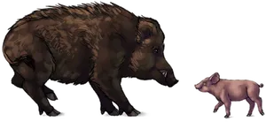 Adultand Juvenile Boar Illustration PNG Image