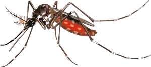 Aedes Aegypti Mosquito Illustration PNG Image