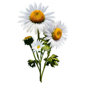 Aesthetic Daisy Flowers Png Mtc PNG Image