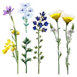 Aesthetic Wildflowers Collection Png Duu40 PNG Image