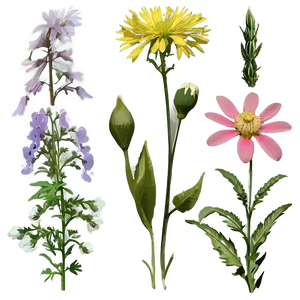 Aesthetic Wildflowers Collection Png Naq PNG Image