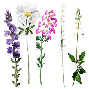 Aesthetic Wildflowers Collection Png Rok PNG Image