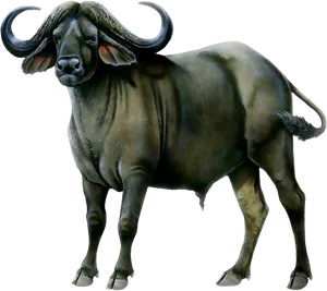 African Buffalo Illustration PNG Image