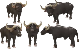 African Buffalo3 D Model Views PNG Image