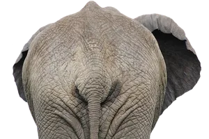 African Elephant Portrait Black Background PNG Image