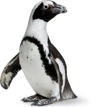 African Penguin Portrait PNG Image