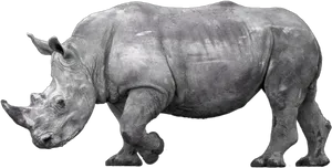 African Rhinoceros Profile PNG Image