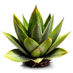 Agave Leaves Png 06282024 PNG Image