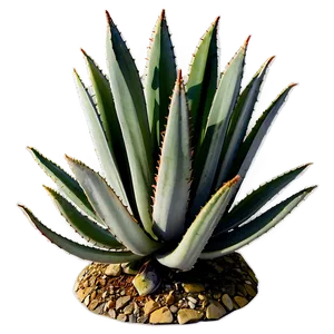 Agave Plant A PNG Image