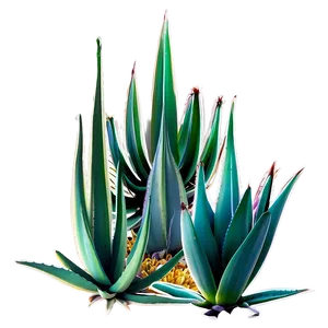 Agave Plant D PNG Image