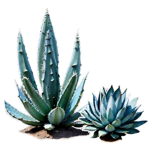 Agave Plant Desert Png Ypi PNG Image