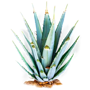 Agave Plant Png Fem63 PNG Image