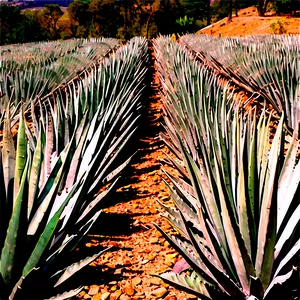 Agave Plantation View Png 06282024 PNG Image