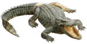 Aggressive Crocodile Open Mouth PNG Image