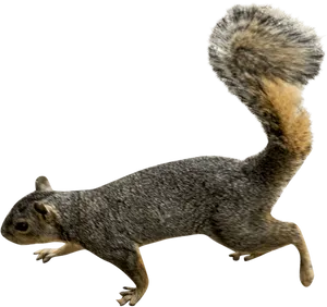 Agile Squirrelin Motion PNG Image