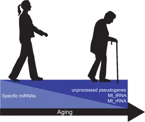 Aging Process Silhouette Graphic PNG Image