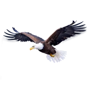 Aguila Sketch Png Ktd98 PNG Image