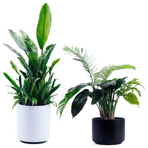 Air Purifying Indoor Plants Png Cpm6 PNG Image