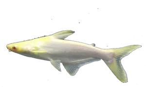 Albino Carp Swimming PNG Image