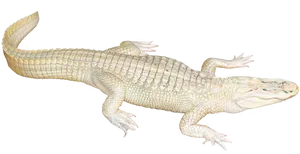 Albino Crocodile Illustration PNG Image