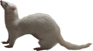 Albino Ferret Side View PNG Image