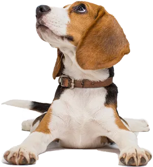 Alert Beagle Puppy Looking Up PNG Image