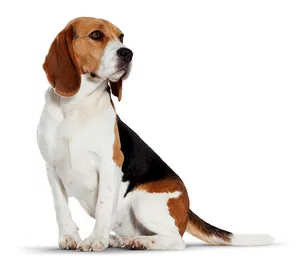 Alert Beagle Sitting Profile PNG Image