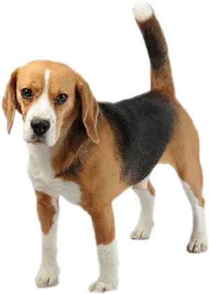 Alert Beagle Standing Transparent Background.png PNG Image