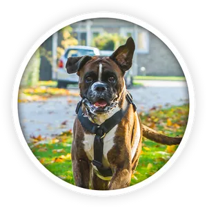 Alert Boxer Dog Outdoors PNG Image