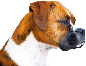 Alert Boxer Dog Profile PNG Image