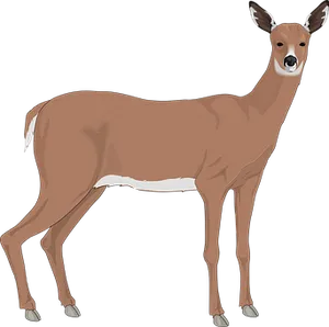 Alert Brown Deer Illustration PNG Image