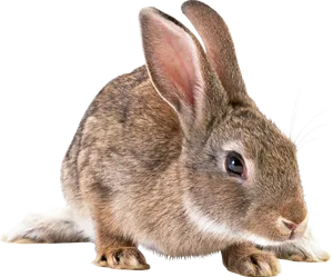 Alert Brown Rabbit Isolated PNG Image