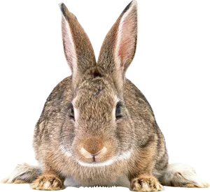 Alert Brown Rabbit Portrait PNG Image