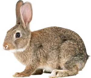 Alert Brown Rabbit Profile PNG Image