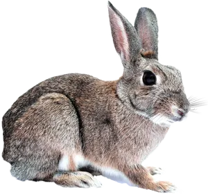 Alert Brown Rabbit Profile PNG Image