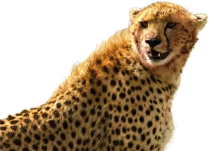 Alert Cheetah Portrait PNG Image