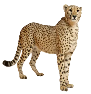 Alert Cheetah Standing PNG Image