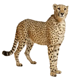 Alert Cheetah Standing Profile PNG Image