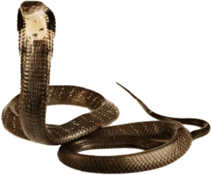 Alert Cobra Pose PNG Image