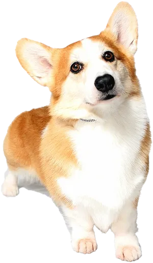 Alert Corgi Dog Portrait PNG Image