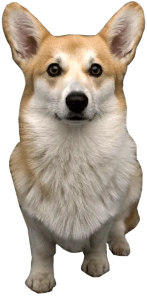 Alert Corgi Standing PNG Image