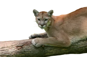 Alert Cougar Restingon Branch PNG Image