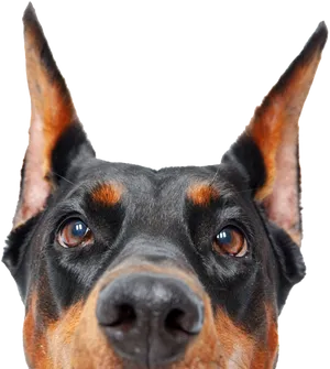 Alert Doberman Portrait.png PNG Image