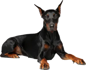 Alert Doberman Pose PNG Image