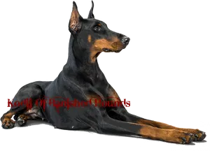 Alert Doberman Pose PNG Image