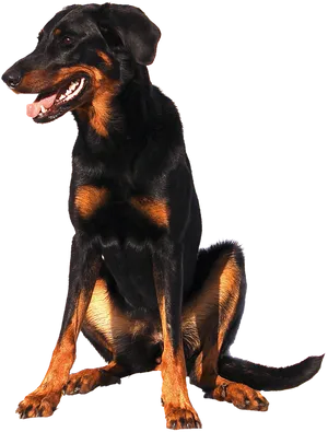 Alert Doberman Pose PNG Image