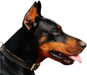 Alert Doberman Profile View PNG Image