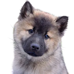 Alert Eurasian Puppy Portrait PNG Image