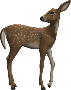 Alert Fawn Standing Profile PNG Image