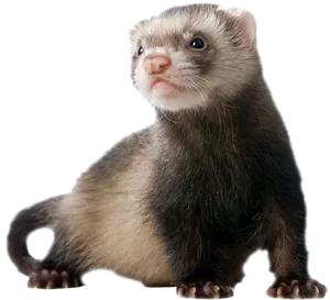 Alert Ferret Portrait PNG Image